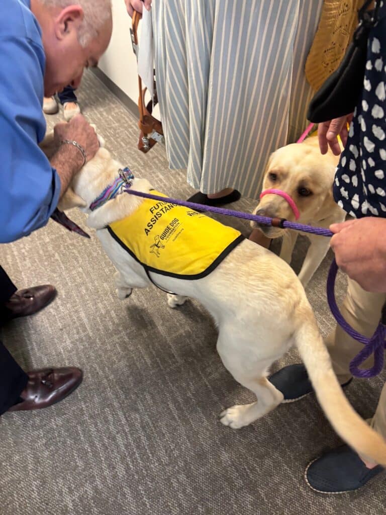 A person pets a yellow Labrador in a yellow assistance dog vest, while another Labrador on a purple leash stands nearby among a group of people.