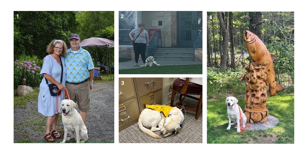 A collage showing a couple with a yellow Labrador, a person with a dog at a building entrance, a dog in a service vest sleeping in an office, and a yellow Labrador sitting next to a wooden fish sculpture.