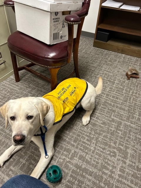 A yellow Labrador retriever in a guide dog training vest lies on an office floor near a chair holding a cardboard box.